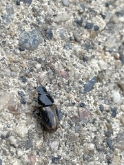 Chilothorax distinctus