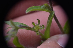 Lappula occidentalis occidentalis