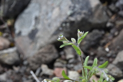 Lappula occidentalis occidentalis