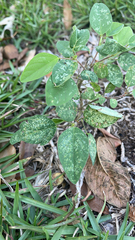 Euphorbia graminea