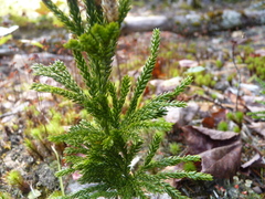 Dendrolycopodium