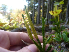 Dendrolycopodium