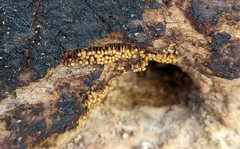 Hemitrichia calyculata