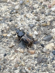 Chilothorax distinctus