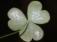 Aleyrodes shizuokensis