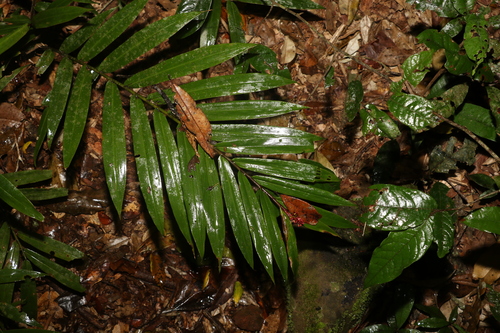 Image of Alpinia modesta by (c) Greg Tasney, some rights reserved (CC BY-SA)