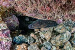 Gymnothorax mordax