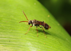 Pergidae