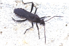 Alydus calcaratus