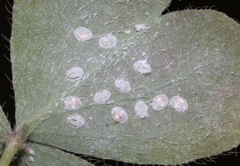 Aleyrodes shizuokensis