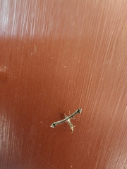 Platyptilia carduidactylus