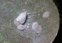 Aleyrodes shizuokensis