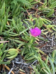 Carpobrotus chilensis