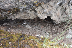 Rodentia