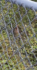 Oryctolagus cuniculus