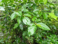 Ficus irisana