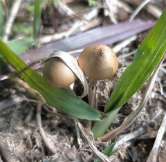 Psilocybe