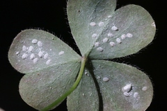 Aleyrodes shizuokensis