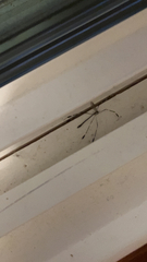 Bittacomorpha clavipes