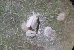 Aleyrodes shizuokensis