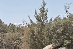 Cupressus stephensonii