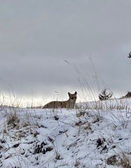 Vulpes vulpes silacea