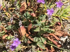 Limonium ramosissimum