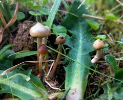Psilocybe