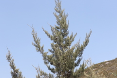 Cupressus stephensonii