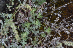 Artemisia michauxiana