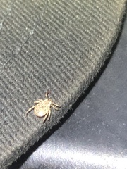 Dermacentor occidentalis