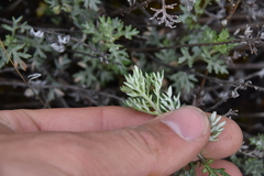 Artemisia michauxiana