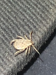 Dermacentor occidentalis