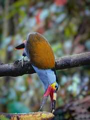 Andigena laminirostris