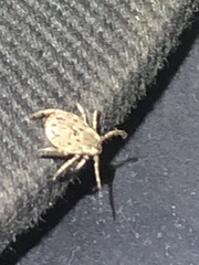 Dermacentor occidentalis