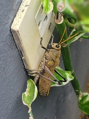 Taeniopoda varipennis