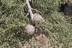 Cupressus stephensonii