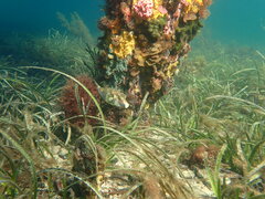 Omegophora armilla