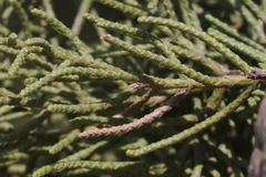Cupressus stephensonii