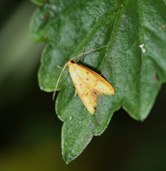 Aeolothapsa malacella