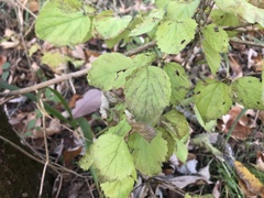 Viburnum rafinesqueanum