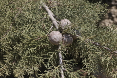 Cupressus stephensonii