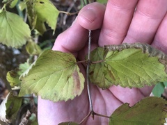 Viburnum rafinesqueanum