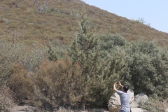 Cupressus stephensonii