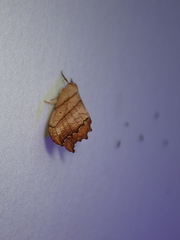 Drepana bilineata