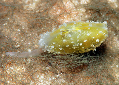 Galeommatidae