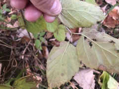 Viburnum rafinesqueanum