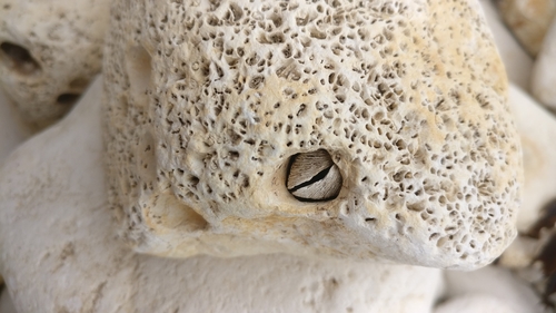 Barnea candida