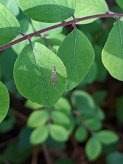 Trichocera annulata