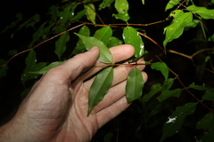 Pilidiostigma tropicum